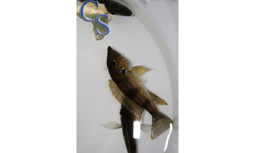 Gnathochromis permaxillaris